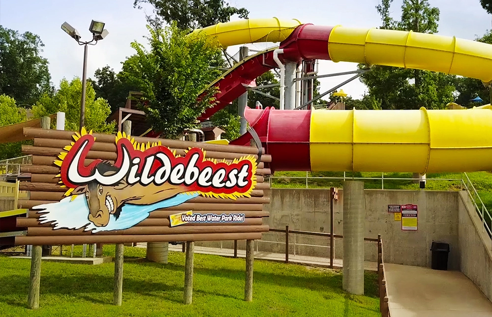 Wildebeest at Holiday World